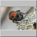 Cacoxenus indagator - Taufliege 02d 2-3mm.jpg